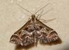 Diasemia reticularis